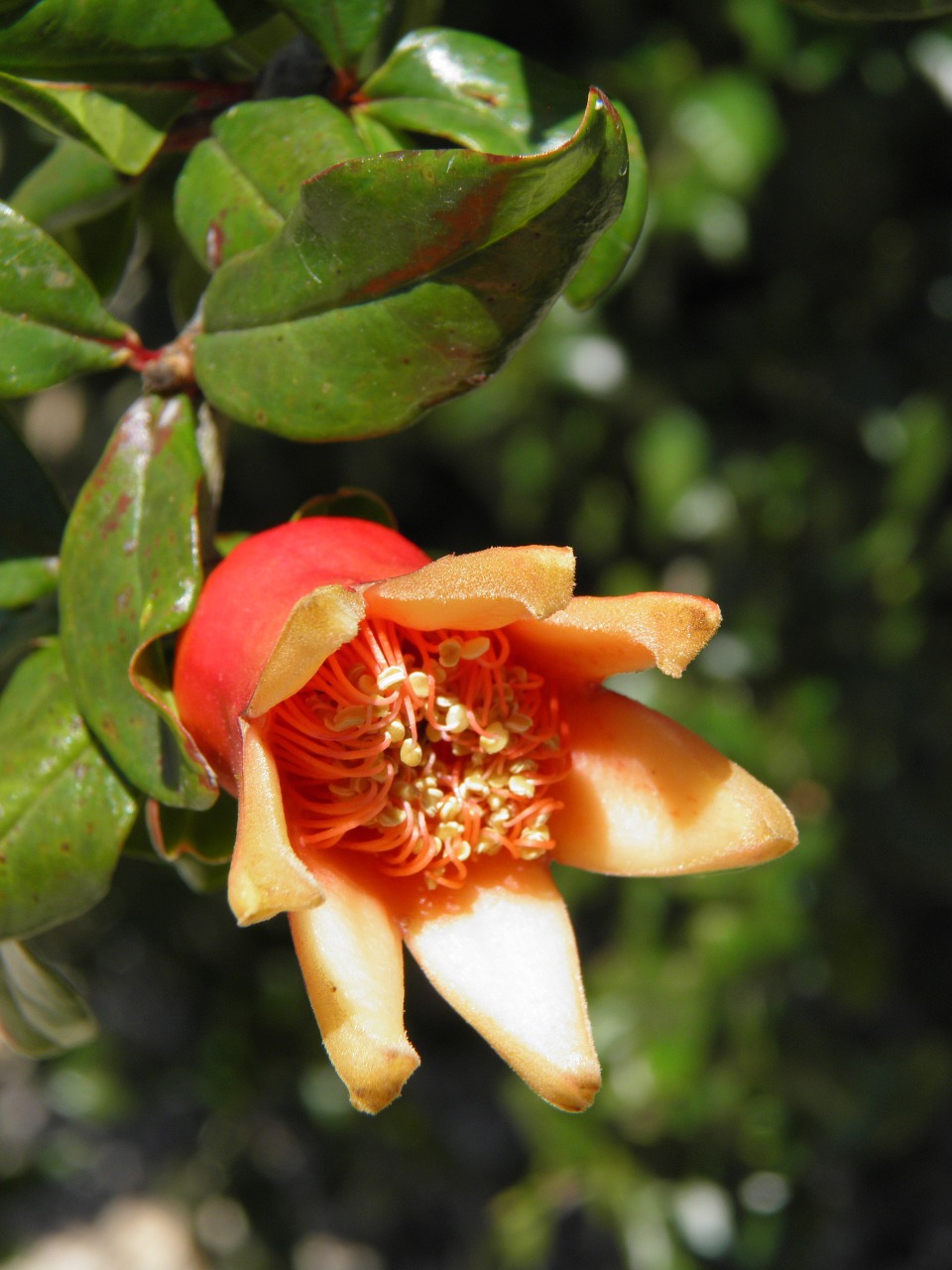 pomegranate flower tree free photo