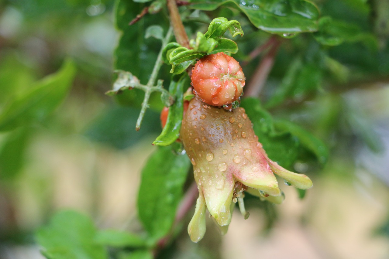 pomegranate fruit healthy free photo