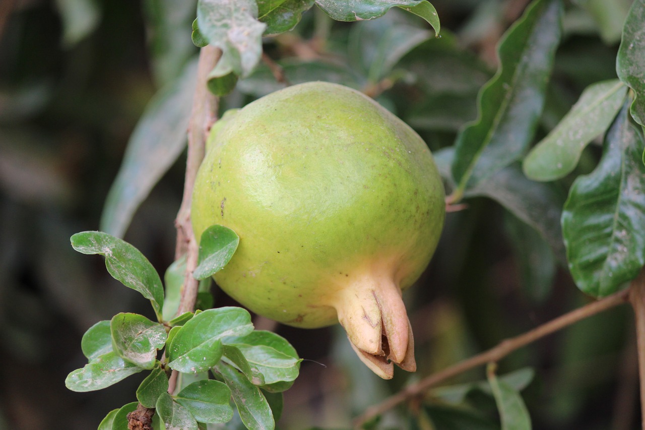 pomegranate fruit tree free photo