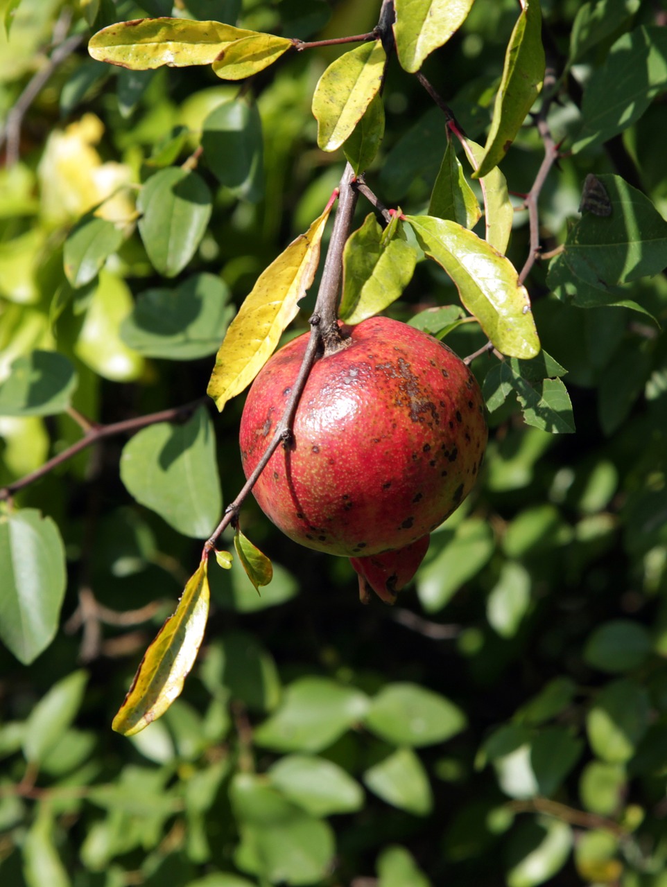 pomegranate south abkhazia free photo