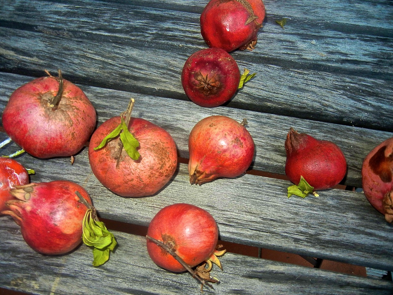pomegranate wood fruit free photo