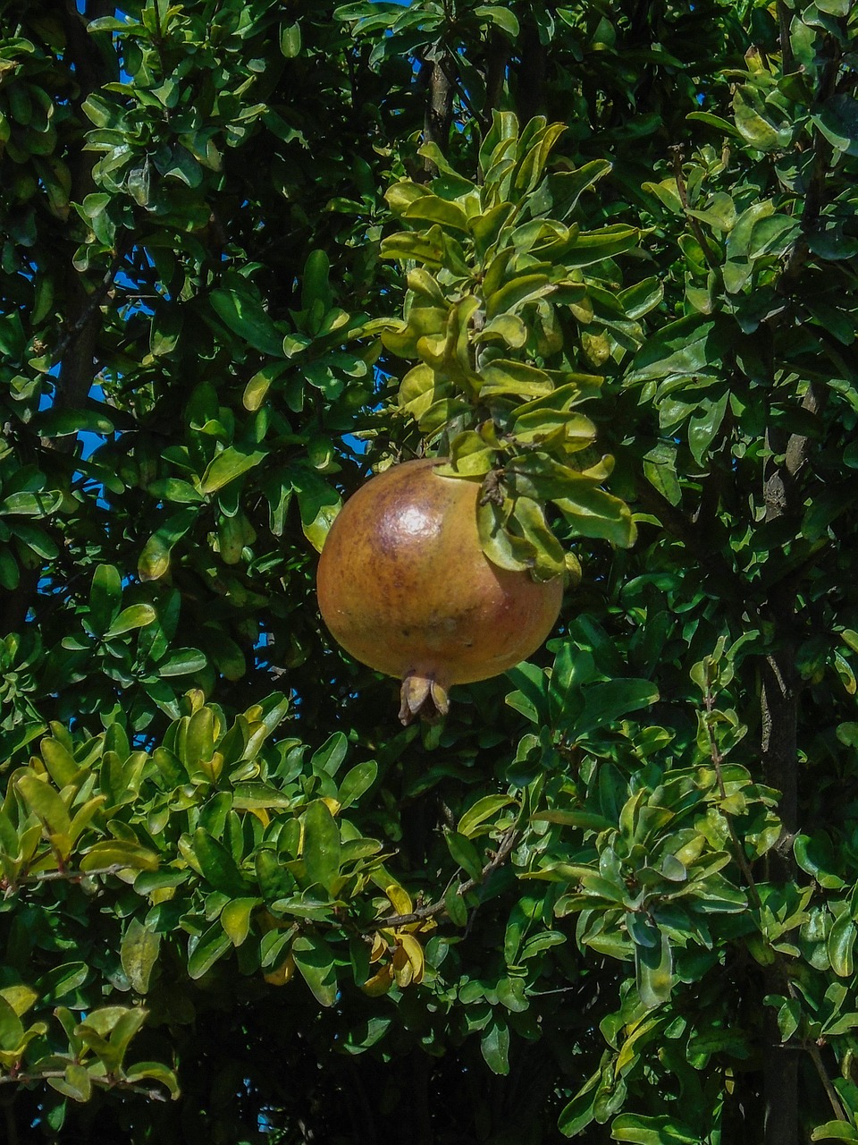 pomegranate garden fruit free photo