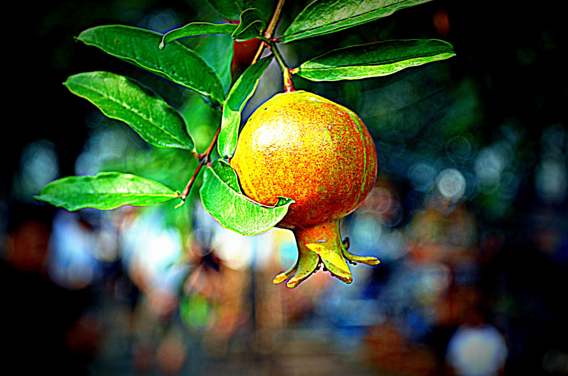 pomegranate fruit food free photo