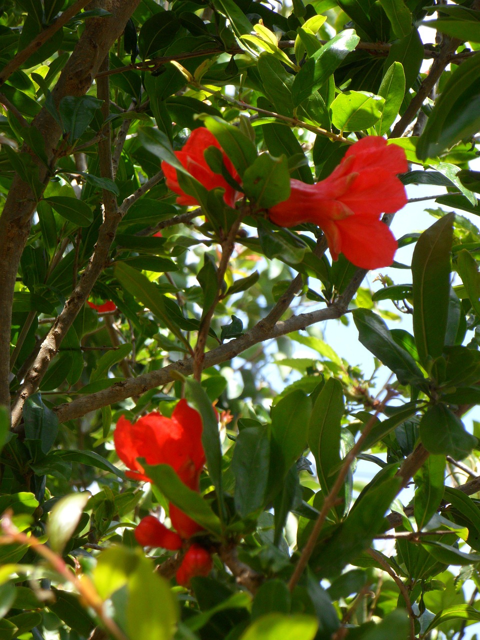 pomegranate flowers pomegranate flowers free photo