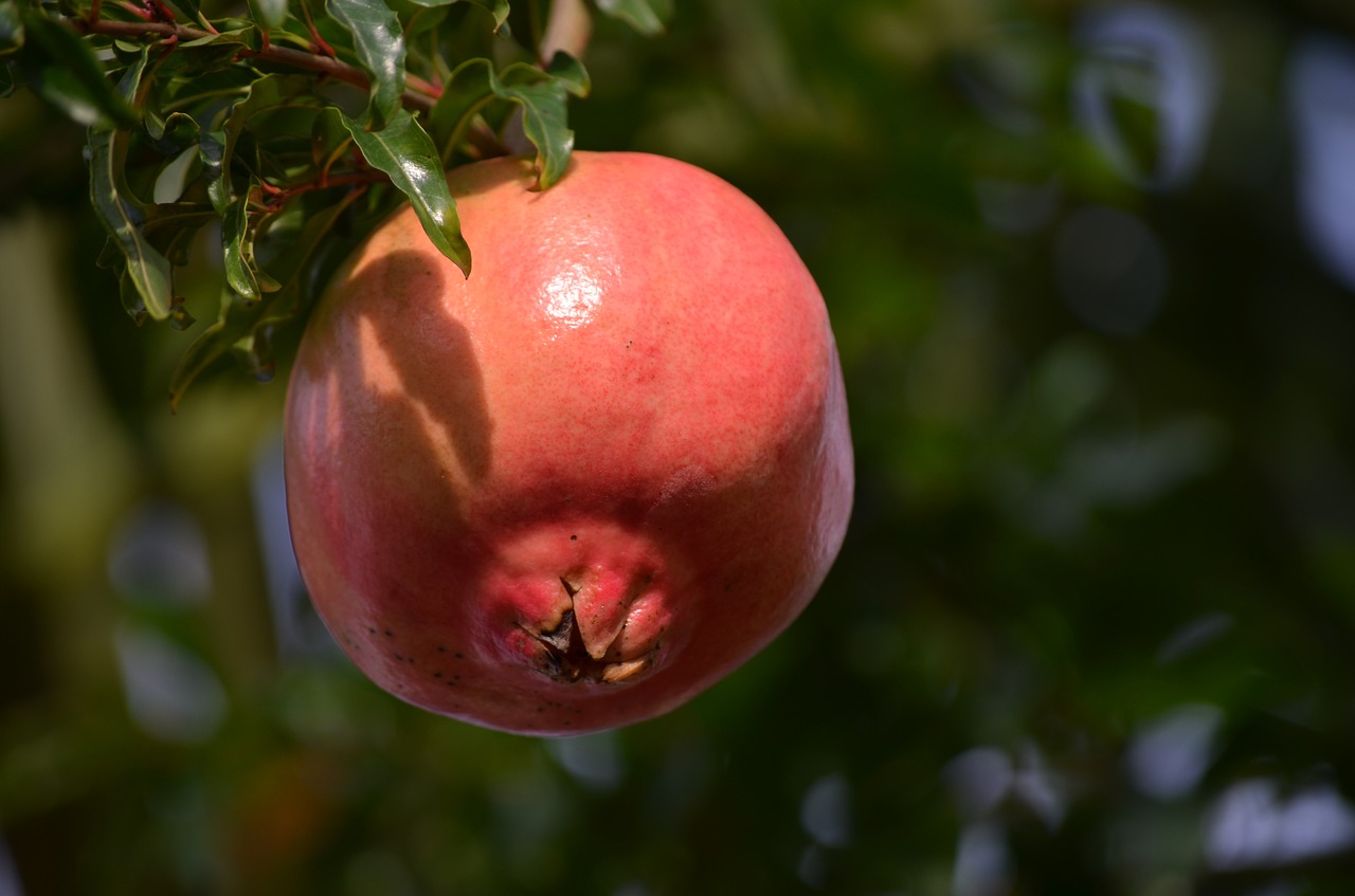 pomegranate food fruit free photo