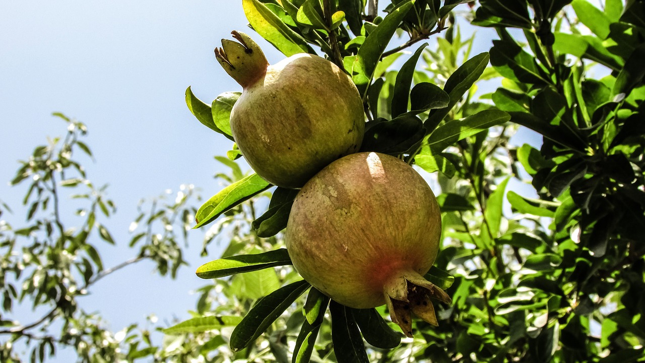 pomegranate fruit tree free photo