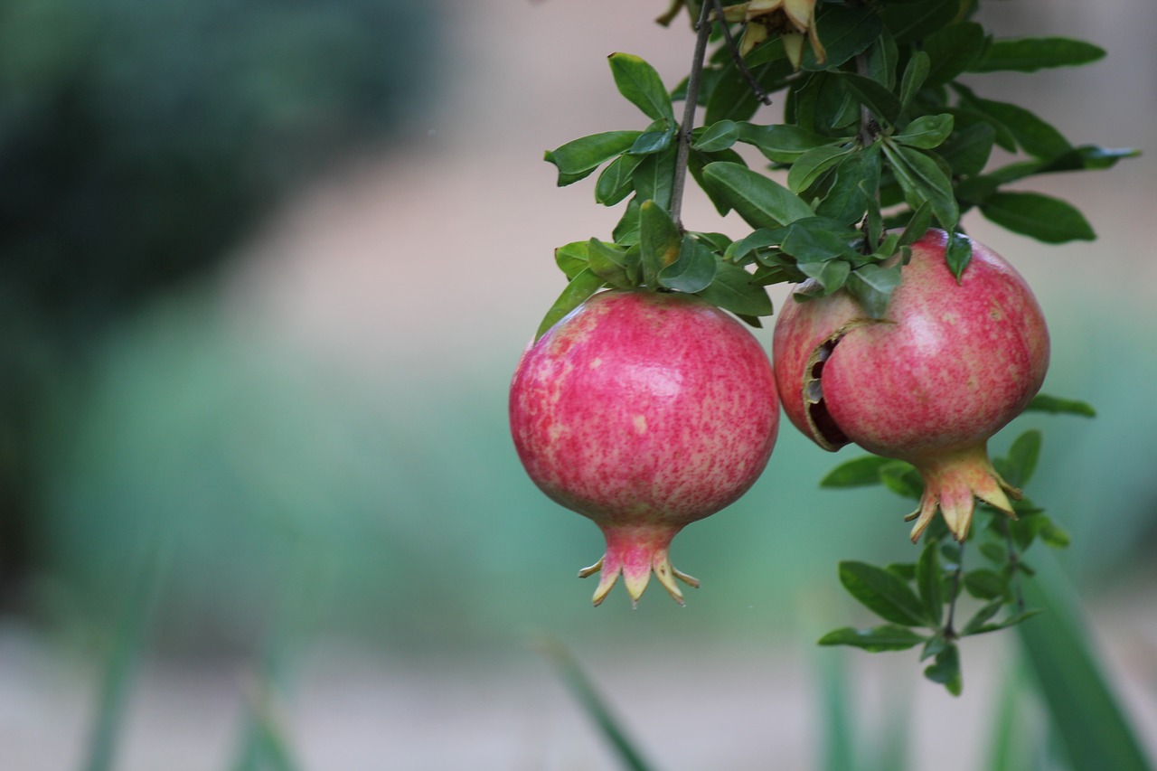 pomegranate cyprus holiday free photo