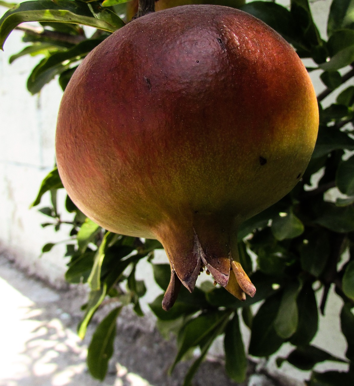 pomegranate fruit food free photo