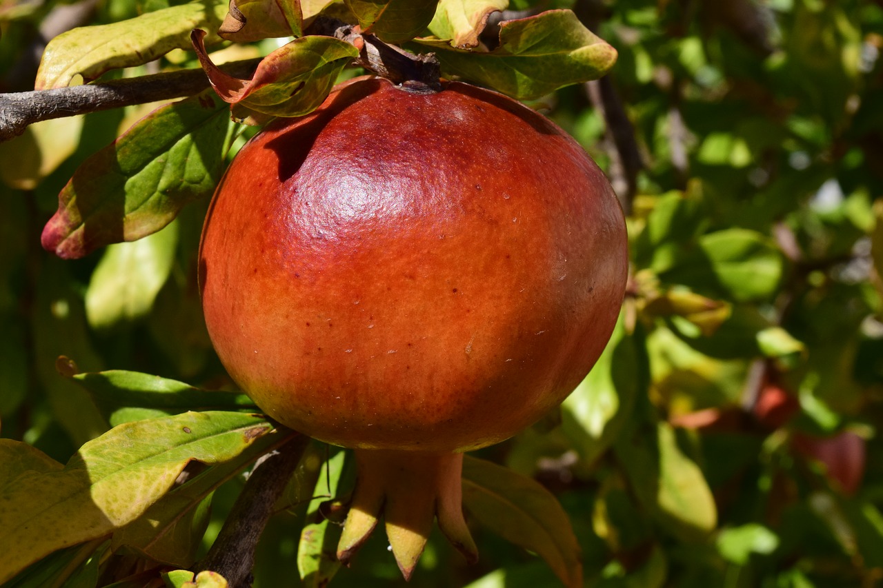 pomegranate ripe fruit free photo