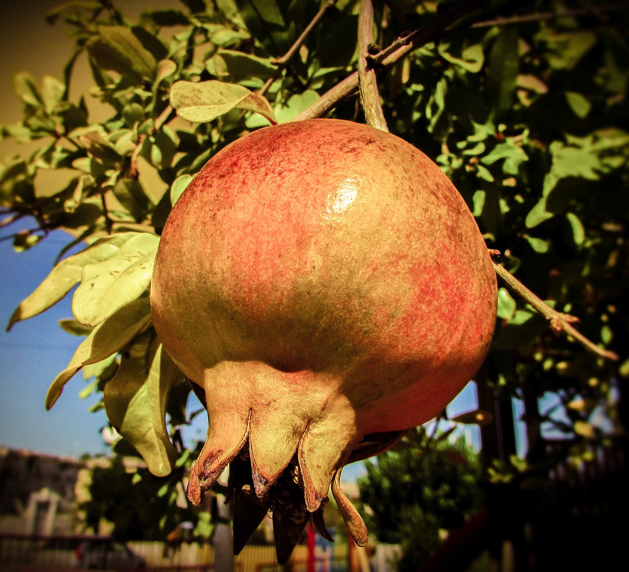 pomegranate fruit food free photo