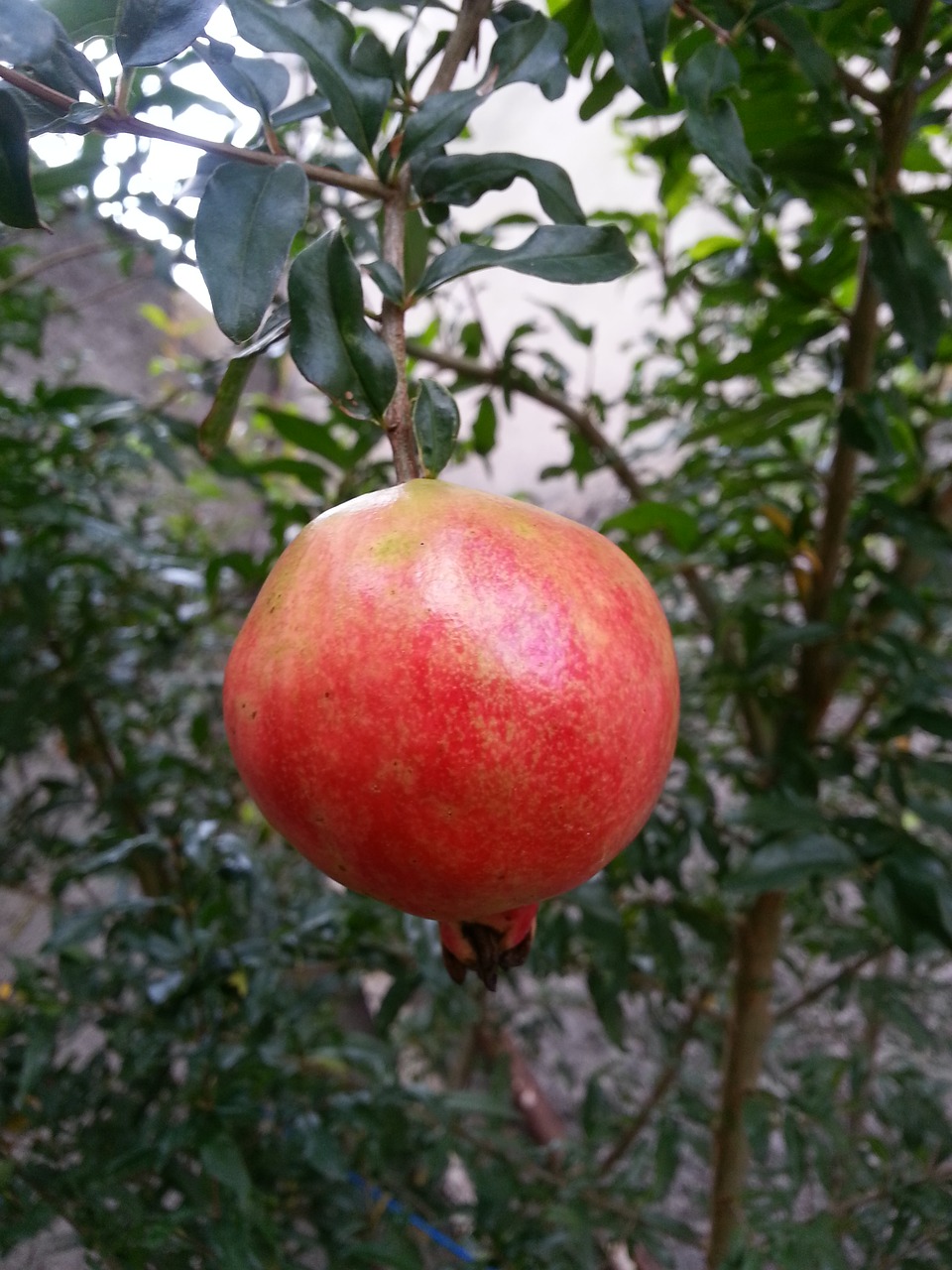 pomegranate fruit nature free photo