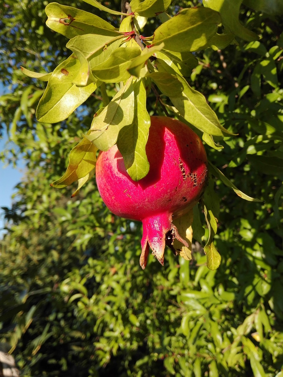 pomegranate fruit autumn free photo