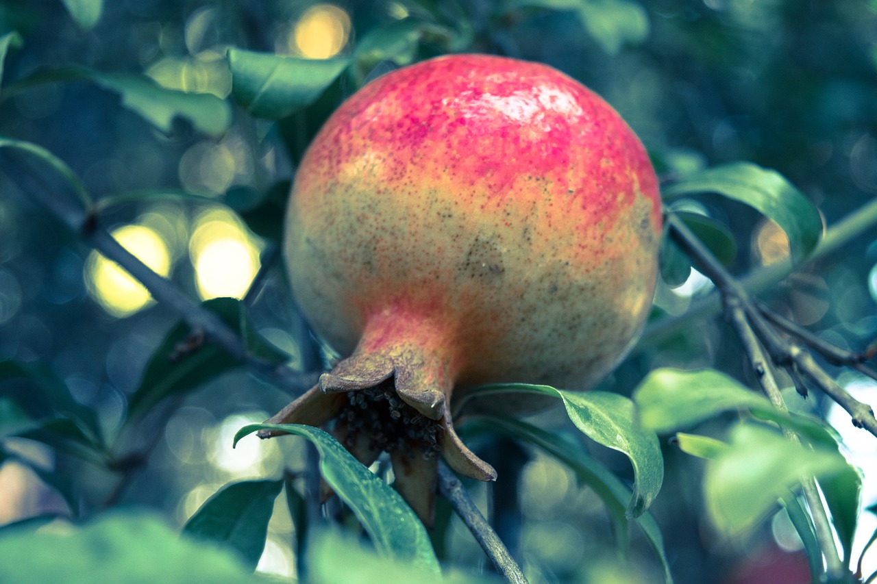 pomegranate fruit tree free photo