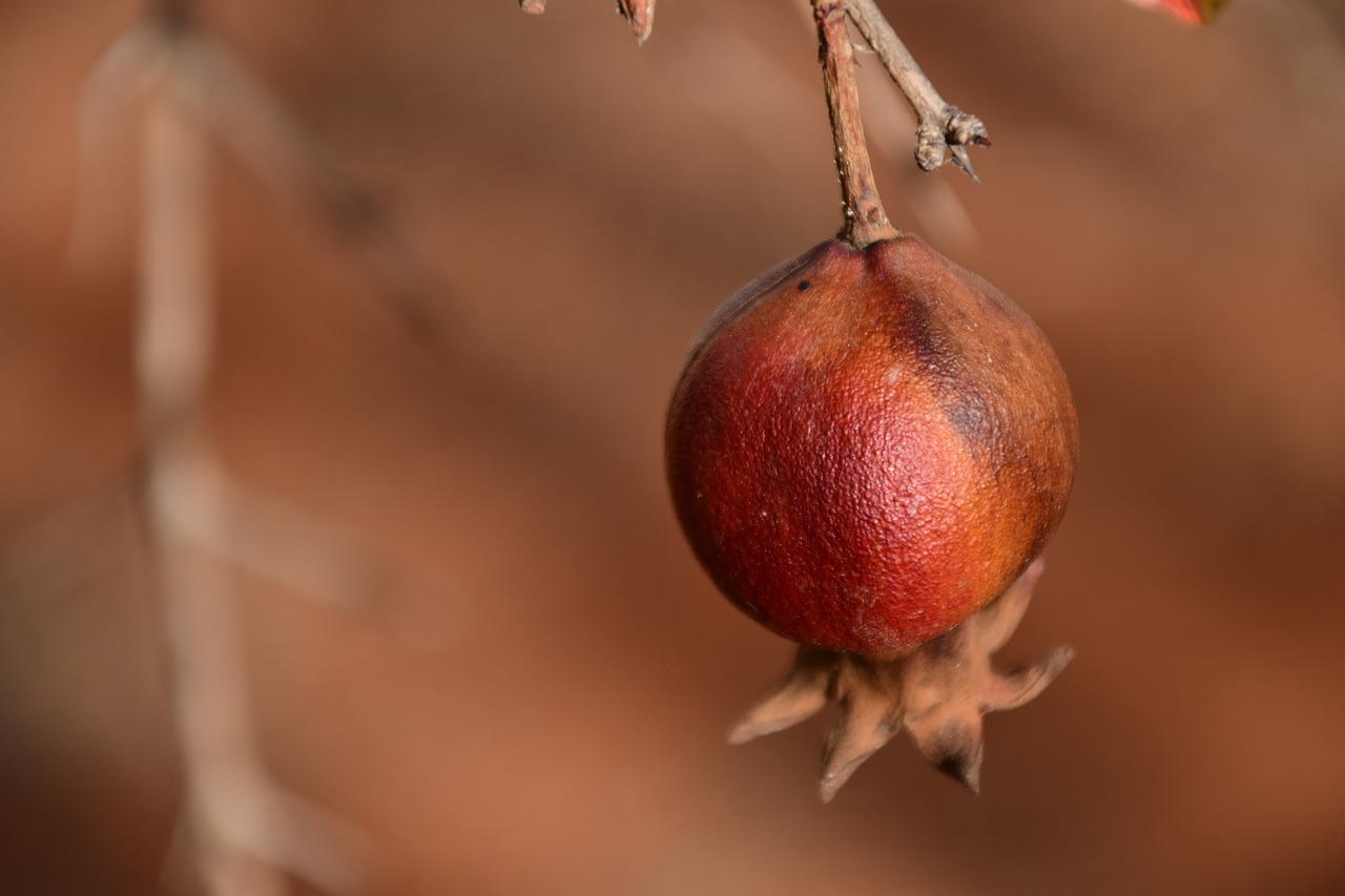 pomegranate small dry free photo