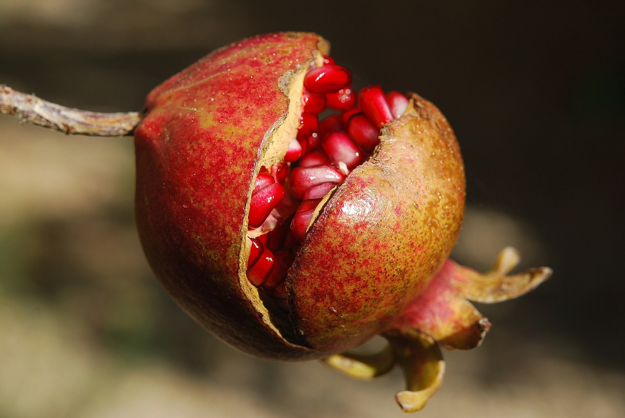 pomegranate fruit flower free photo