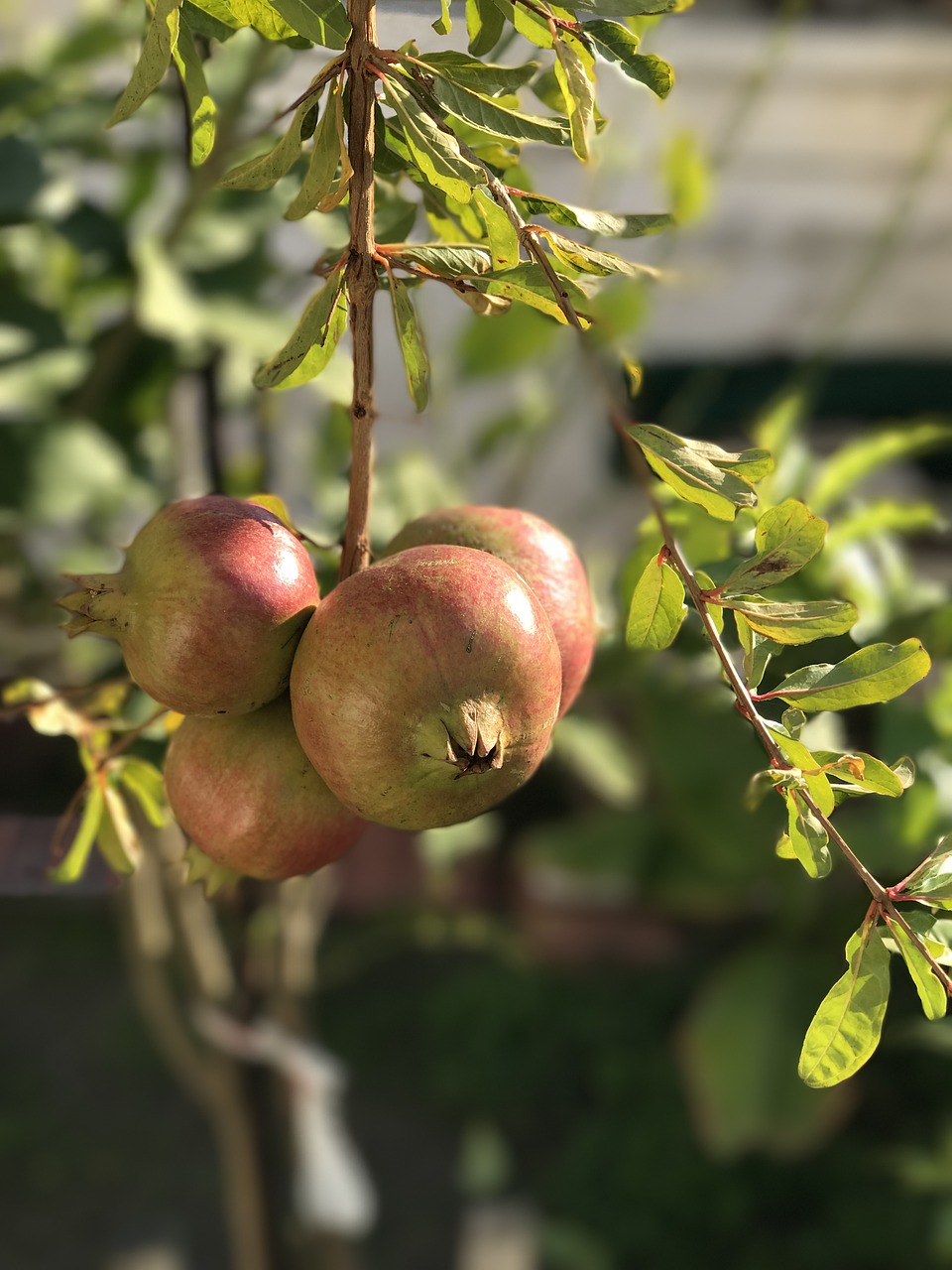 pomegranate garden growing free photo