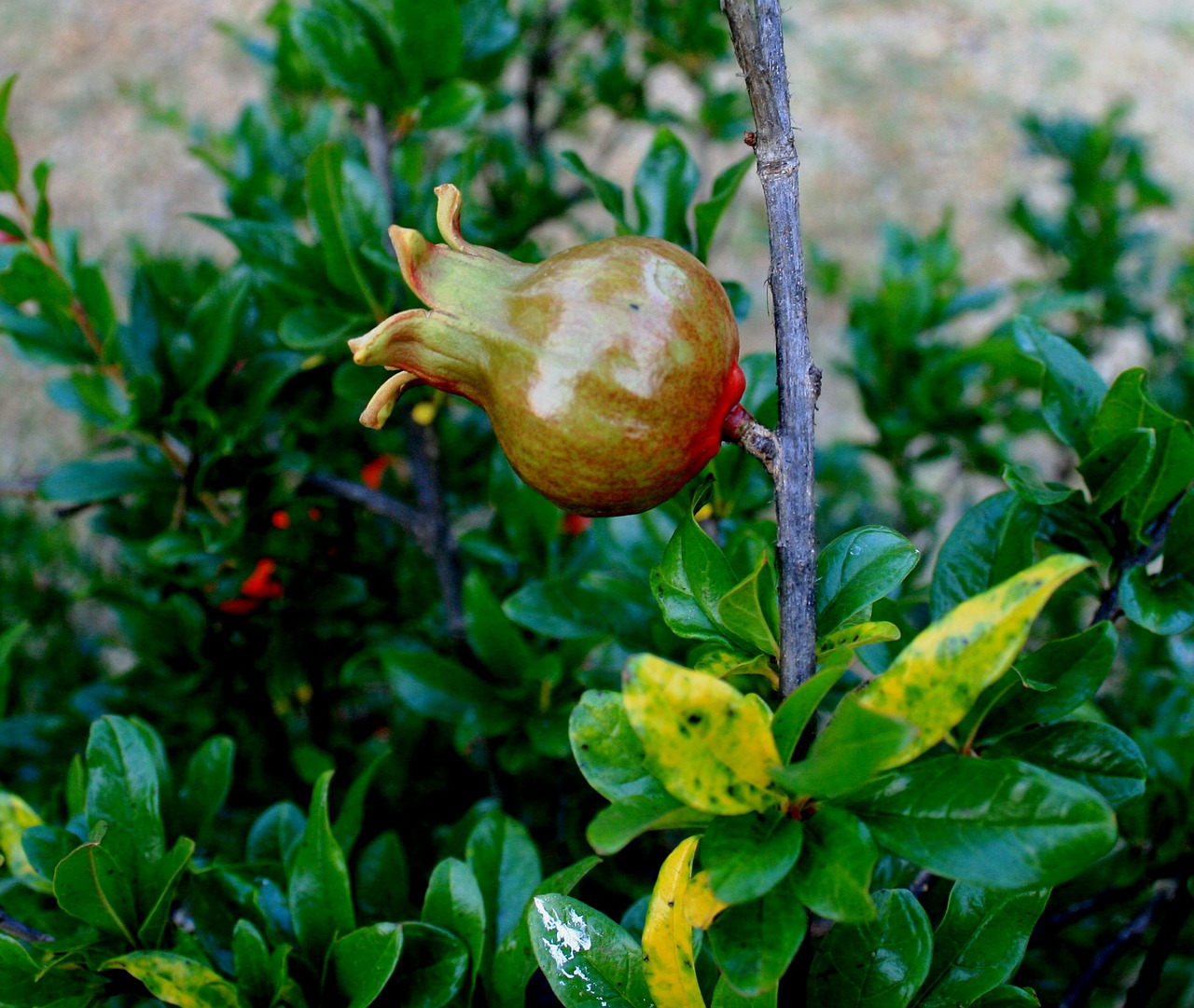 pomegranate fruit young free photo