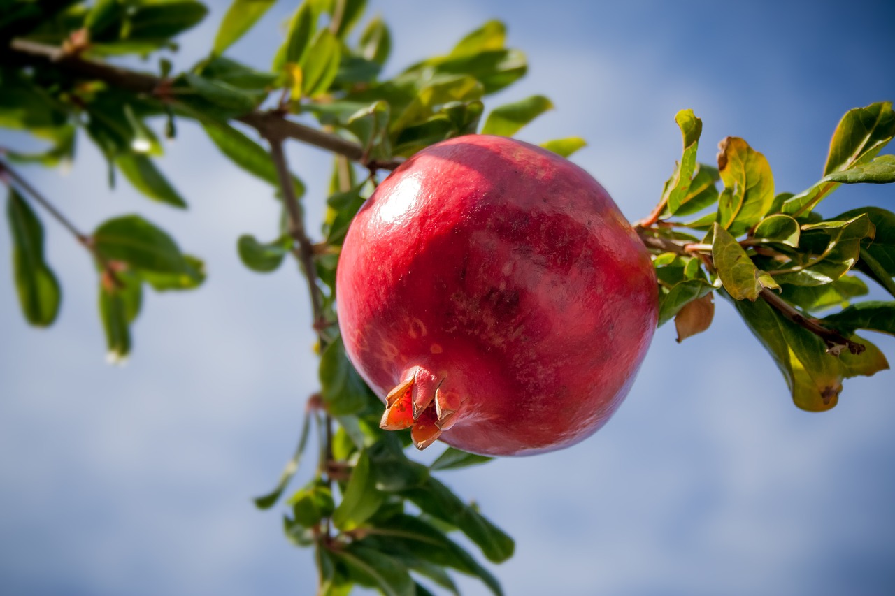 pomegranate fruit tropics free photo