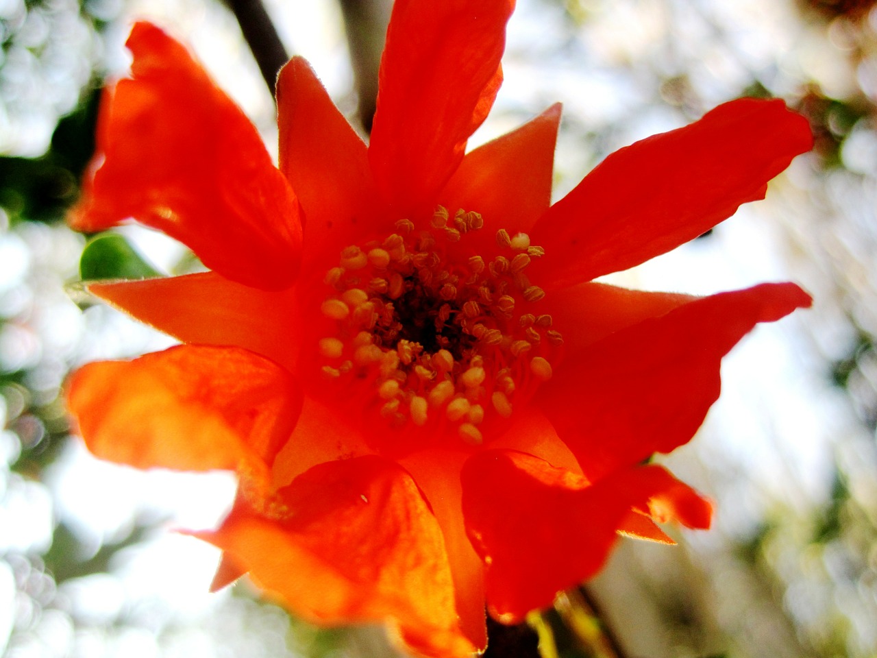 pomegranate flower orange free photo