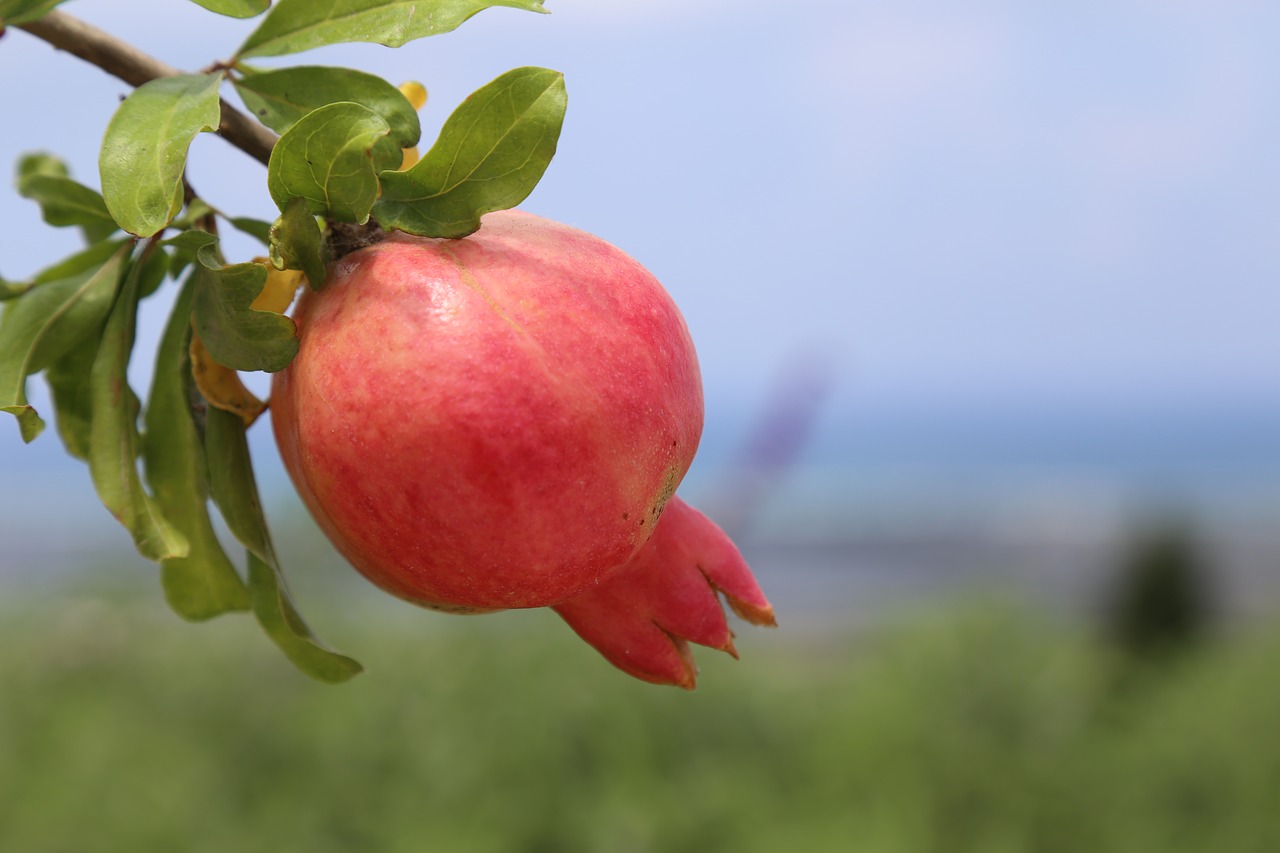 pomegranate roshhashana fruit free photo