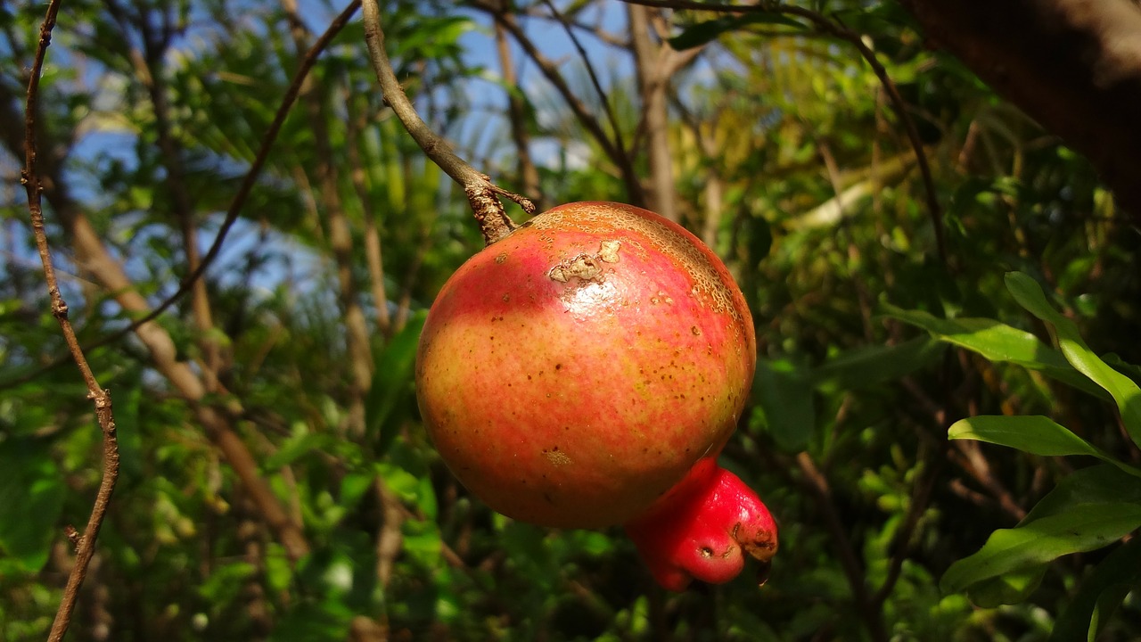 pomegranate fruit nature free photo