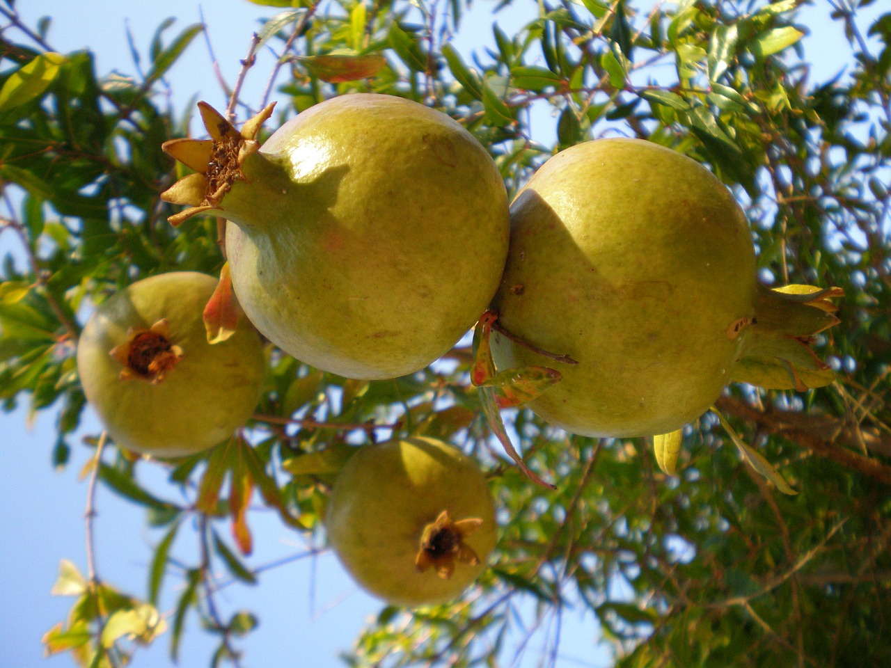 pomegranate fruits fruit free photo