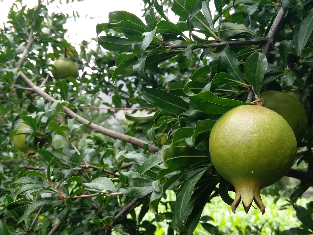 pomegranate green fresh free photo