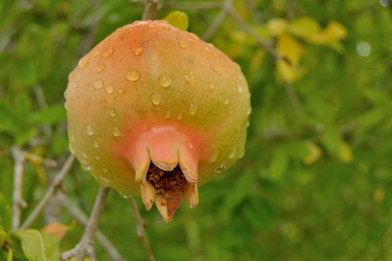 pomegranate fruit red free photo