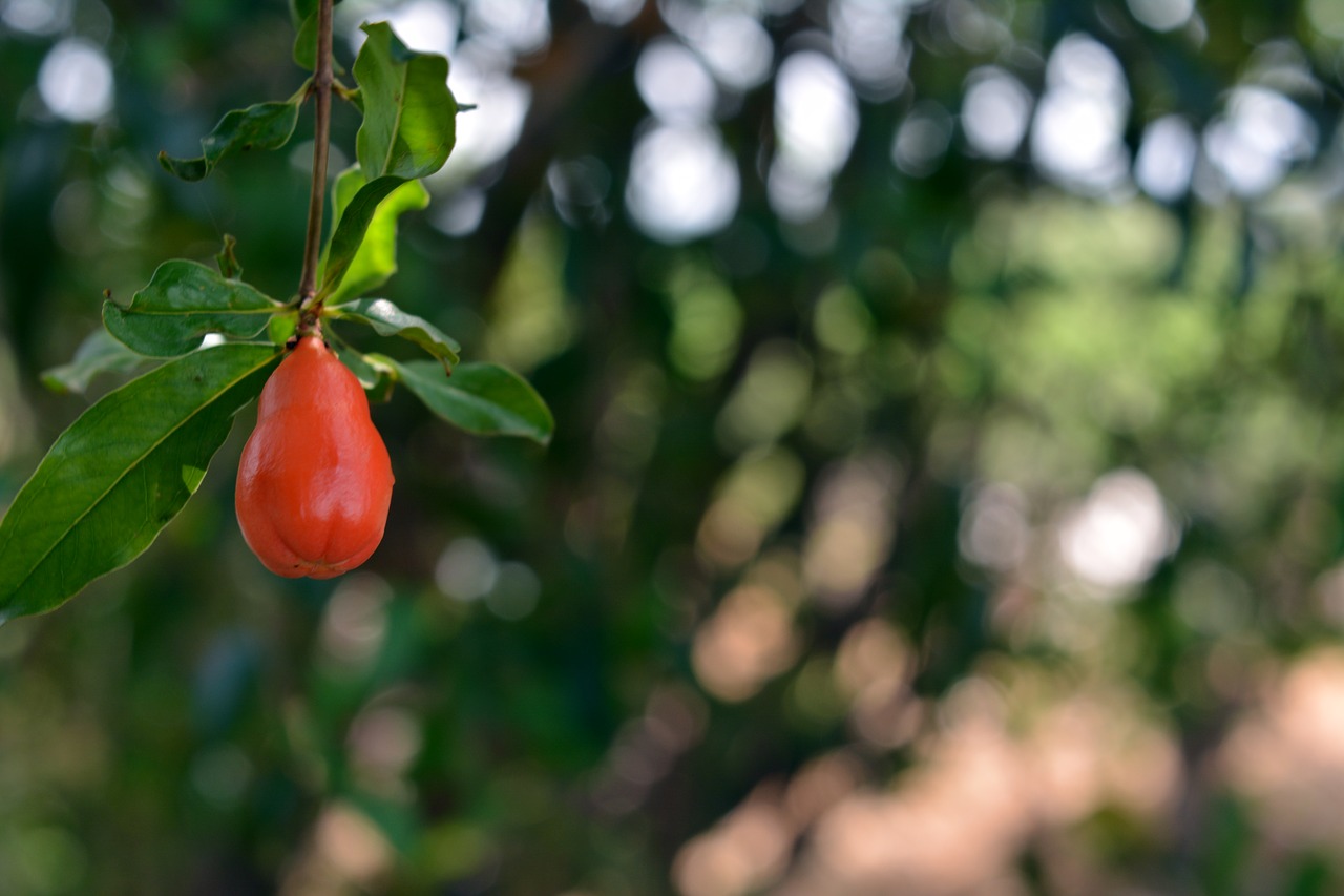 pomegranate fruit red free photo