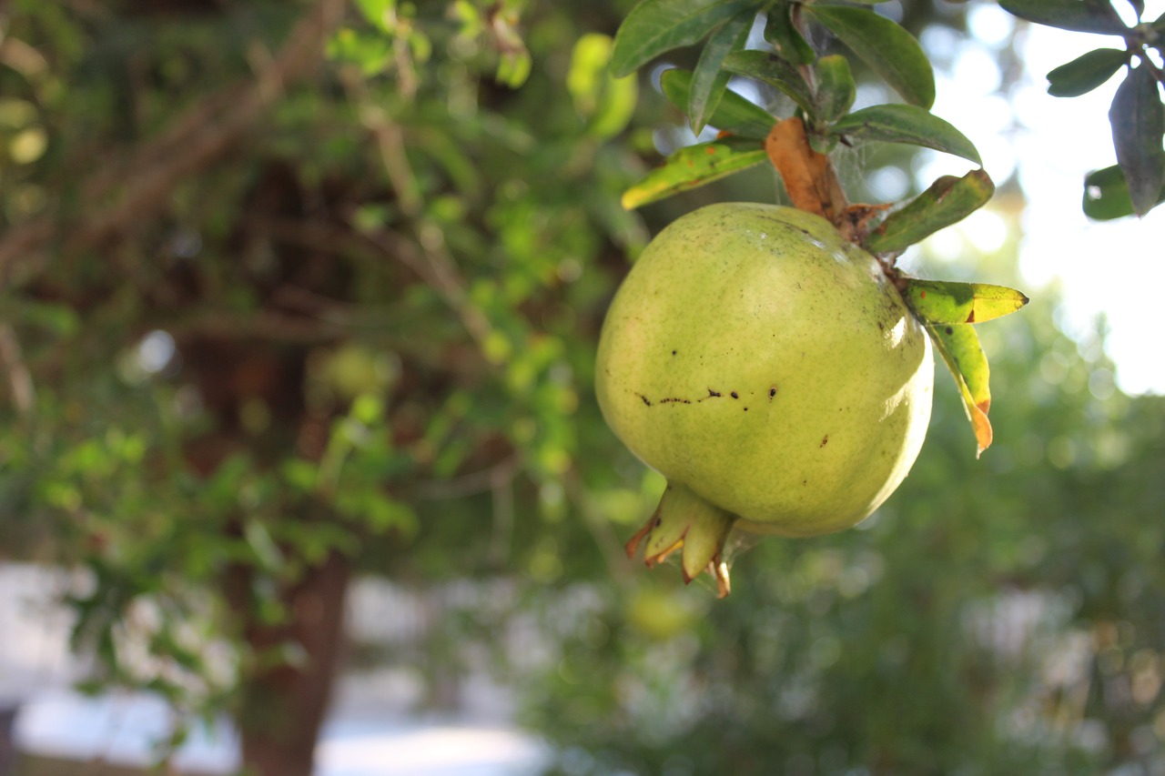 pomegranate tree plant free photo