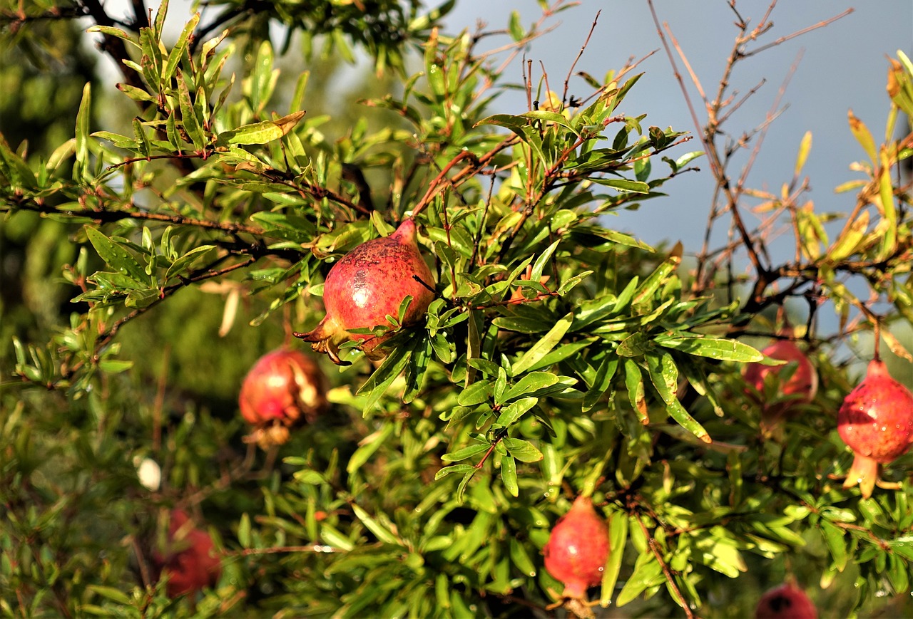 pomegranate garden campaign free photo