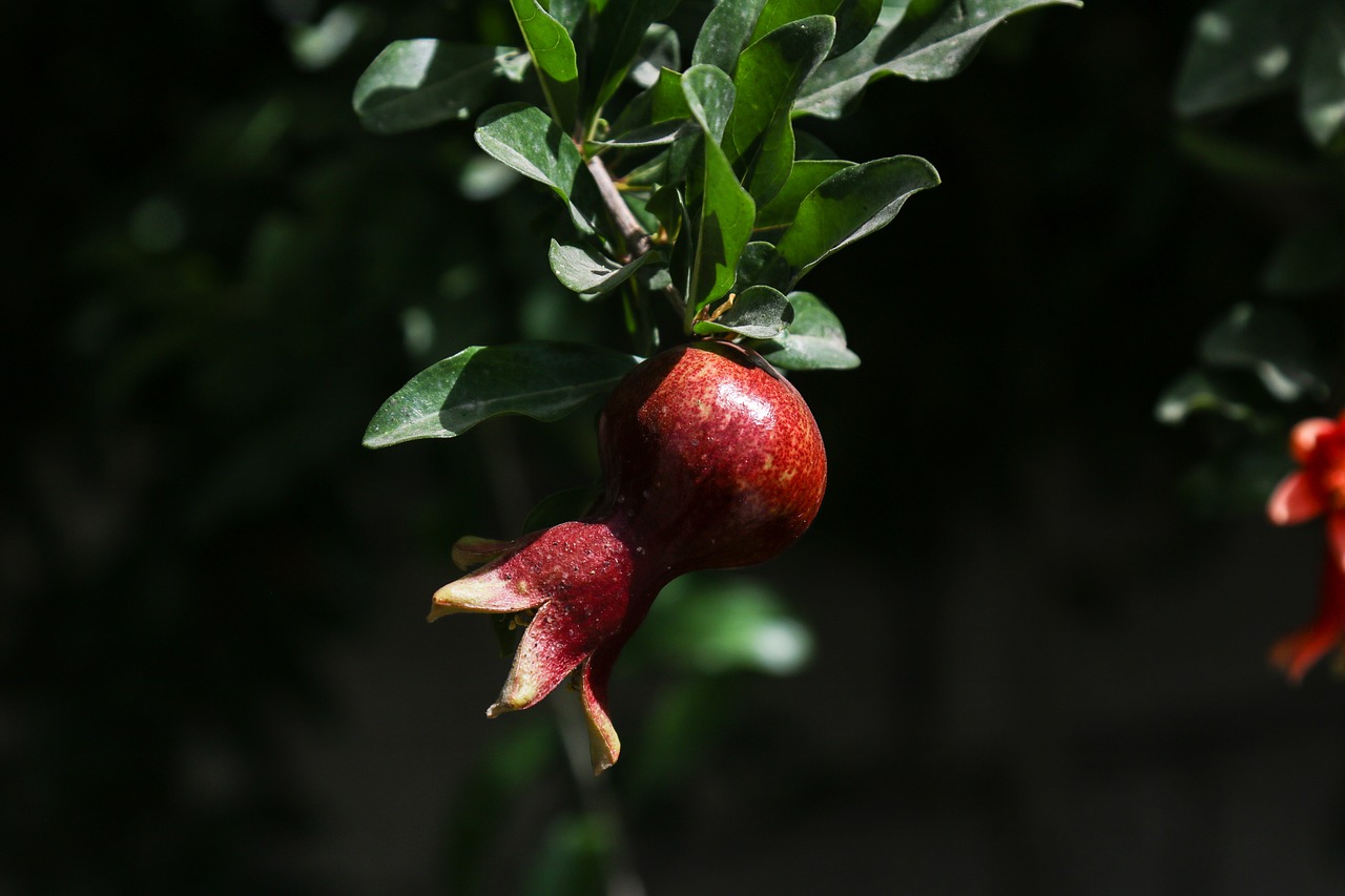 pomegranate nature tree free photo