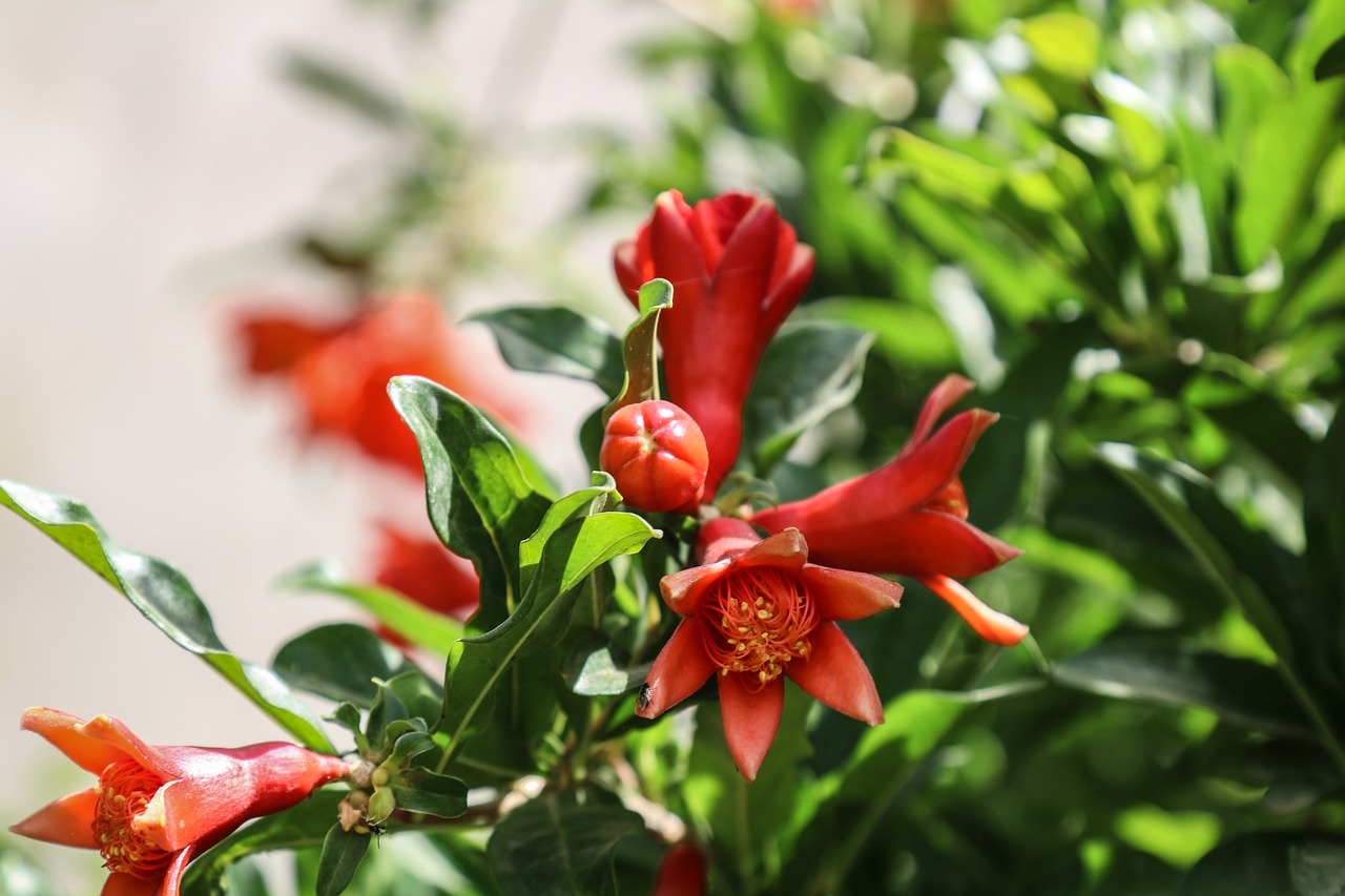 pomegranate flowering fruit free photo