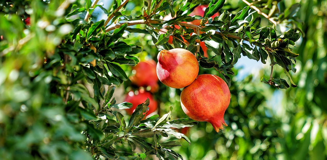 pomegranate tree fruit free photo