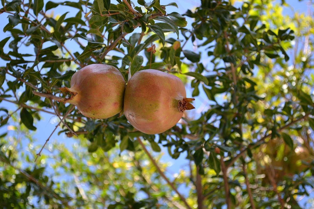 pomegranate fruits botany free photo