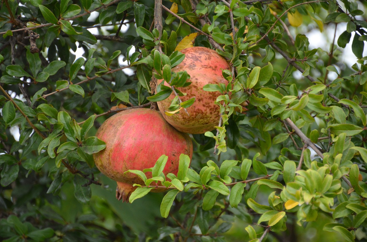 pomegranate tree nature free photo