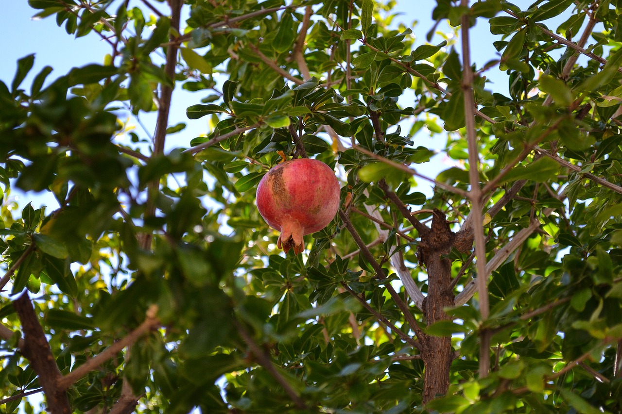 pomegranate fruit botany free photo