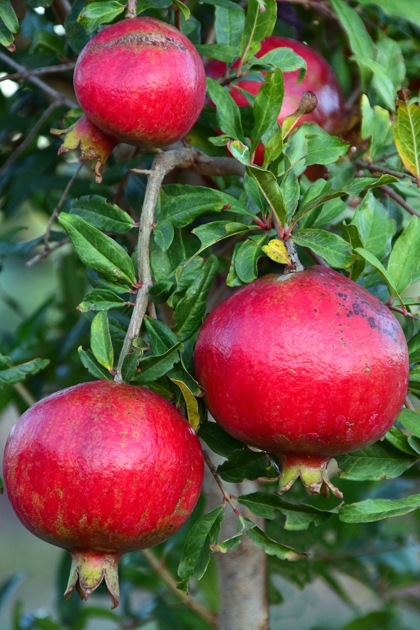 pomegranate pomegranate tree fruits free photo