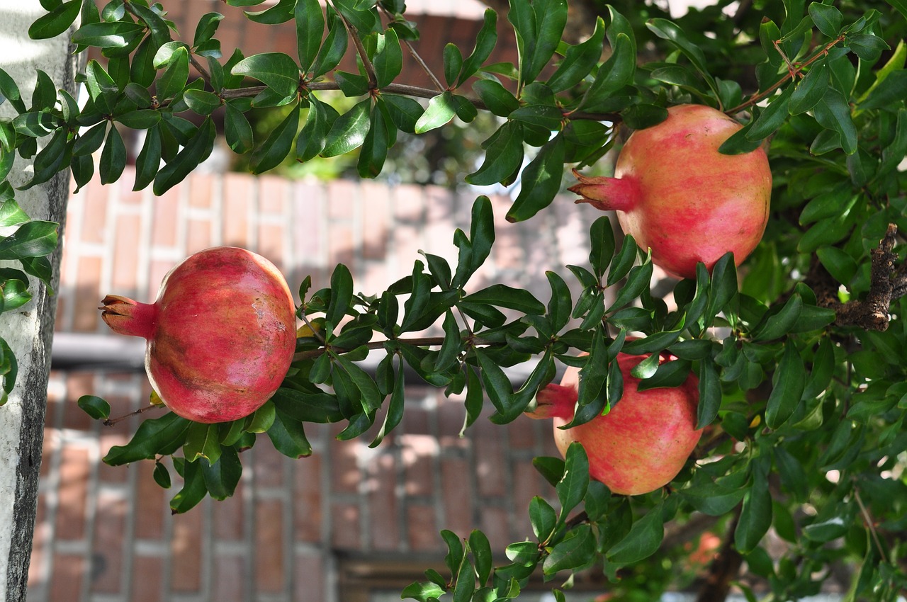 pomegranate fruit plant free photo