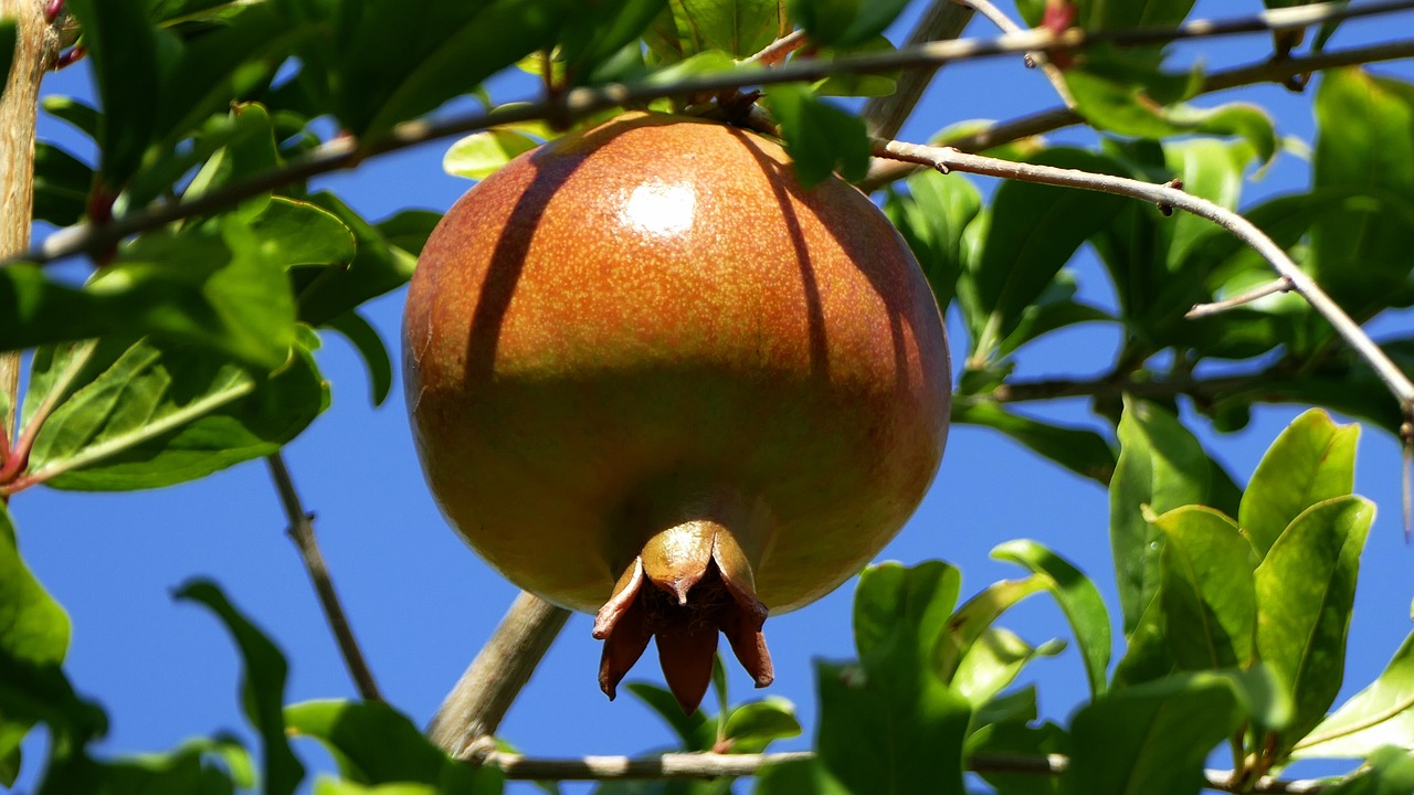pomegranate apple fruit free photo