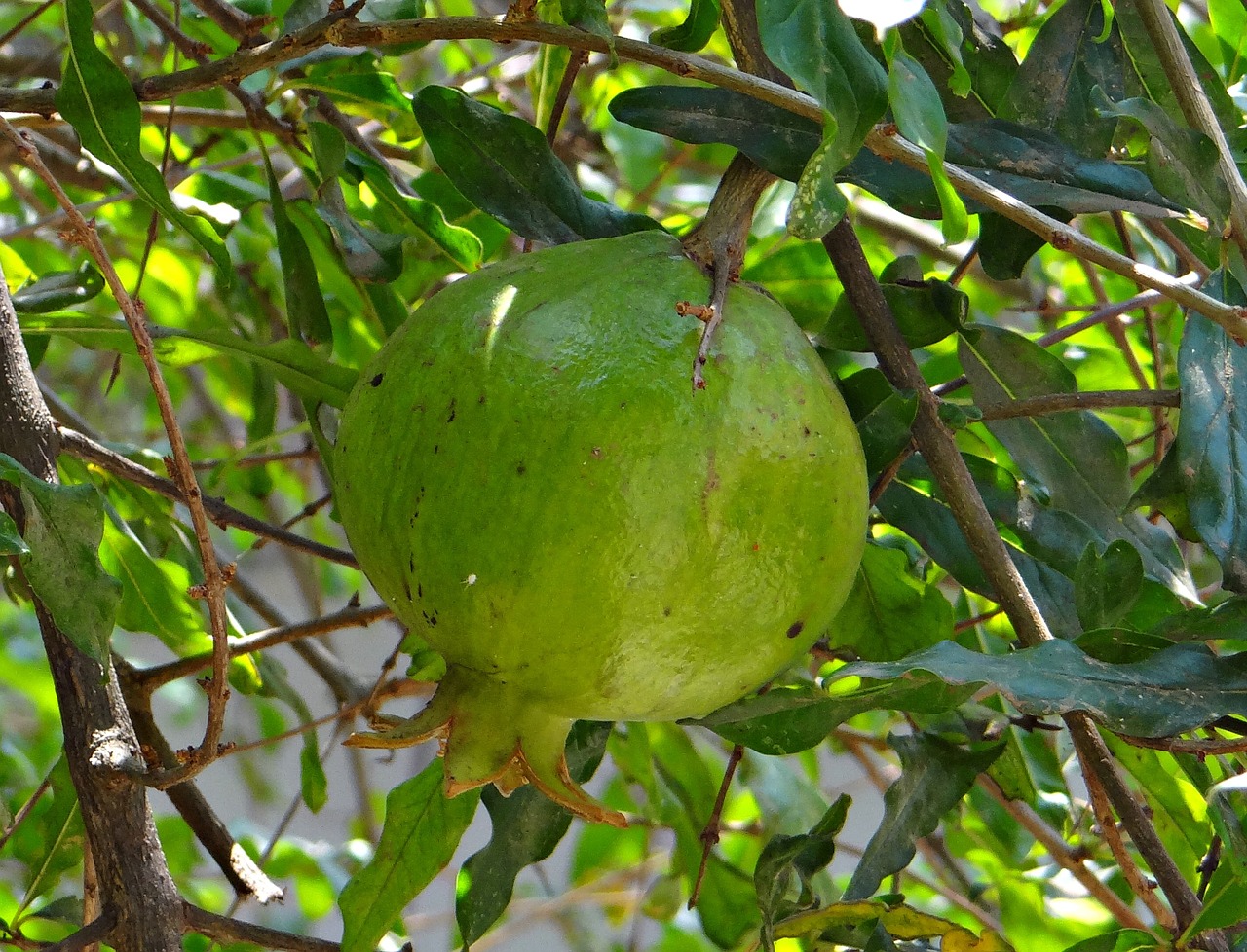 pomegranate trees fruits free photo