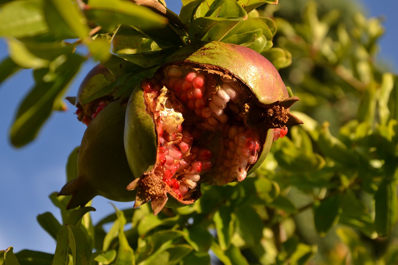 pomegranate fruit southern fruits free photo