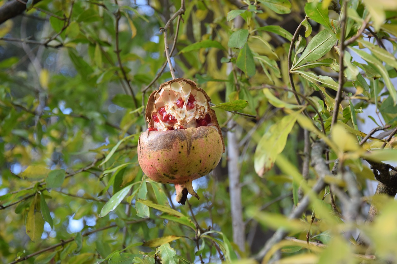 pomegranate autumn fruit free photo