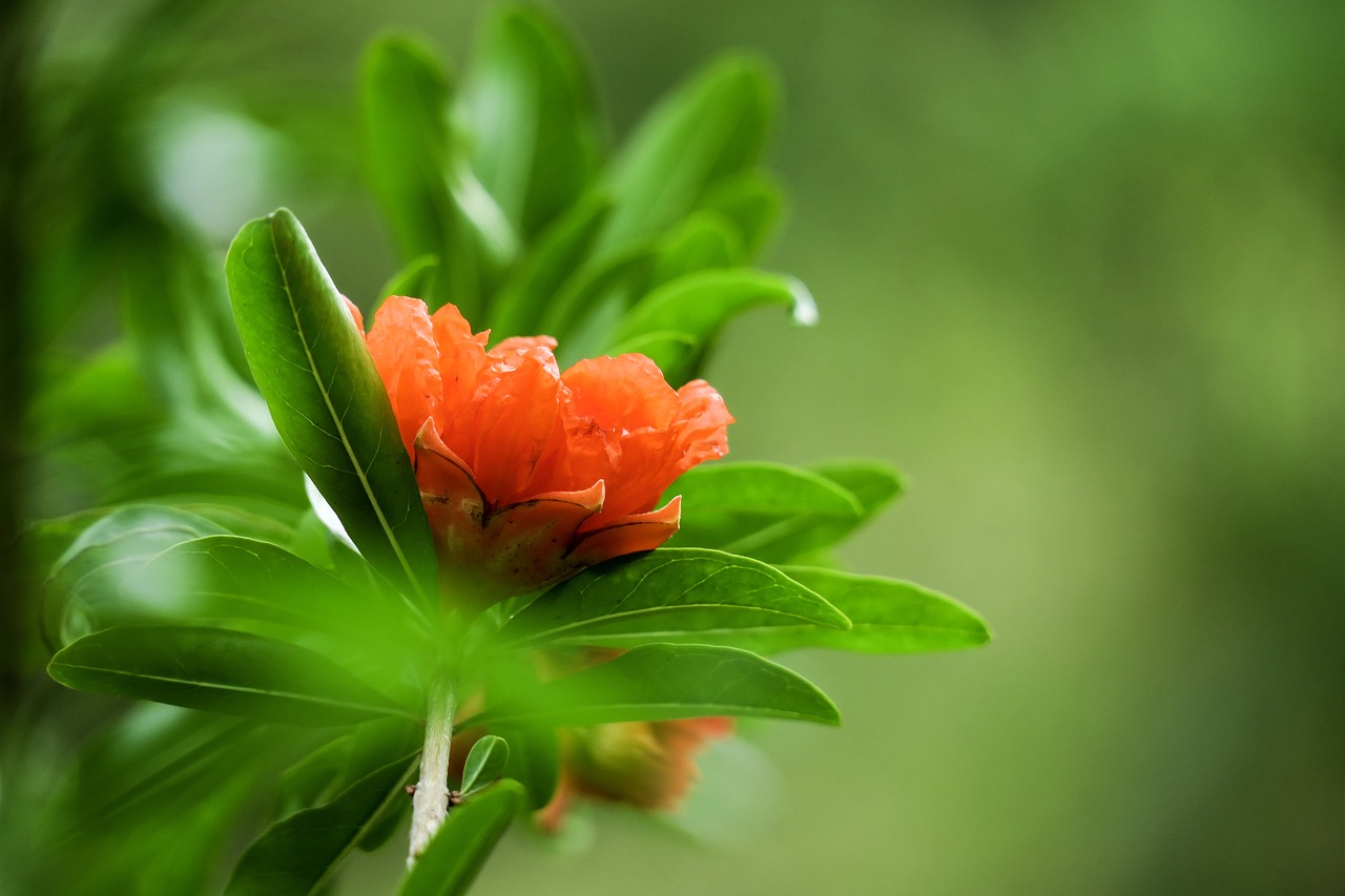 pomegranate  hong kong  leaf free photo