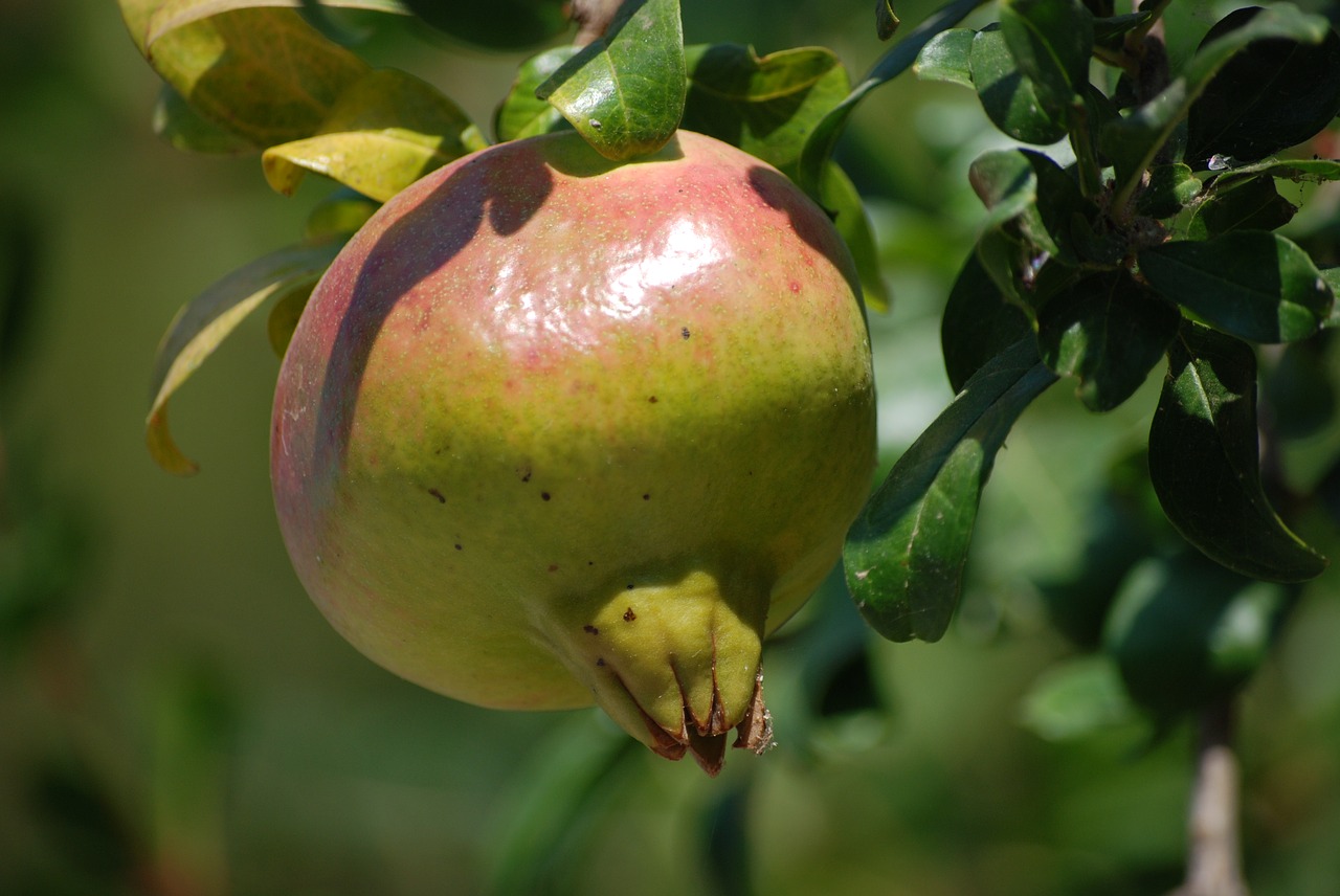 pomegranate  fruit free pictures free photo