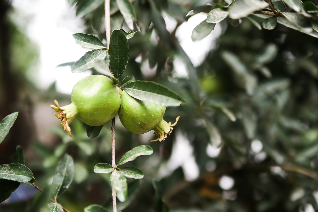 pomegranate  plant  fruit free photo