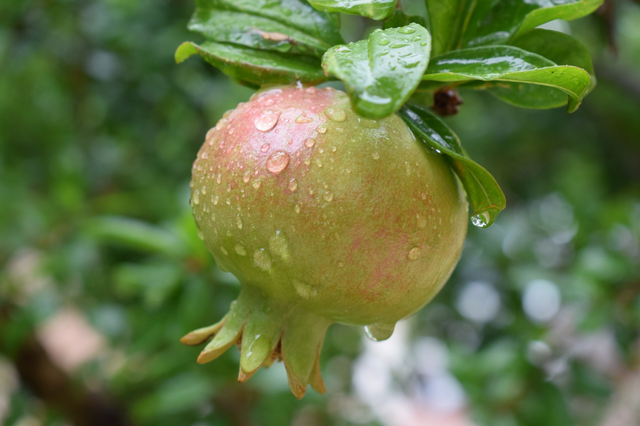 pomegranate  fruit  mat free photo