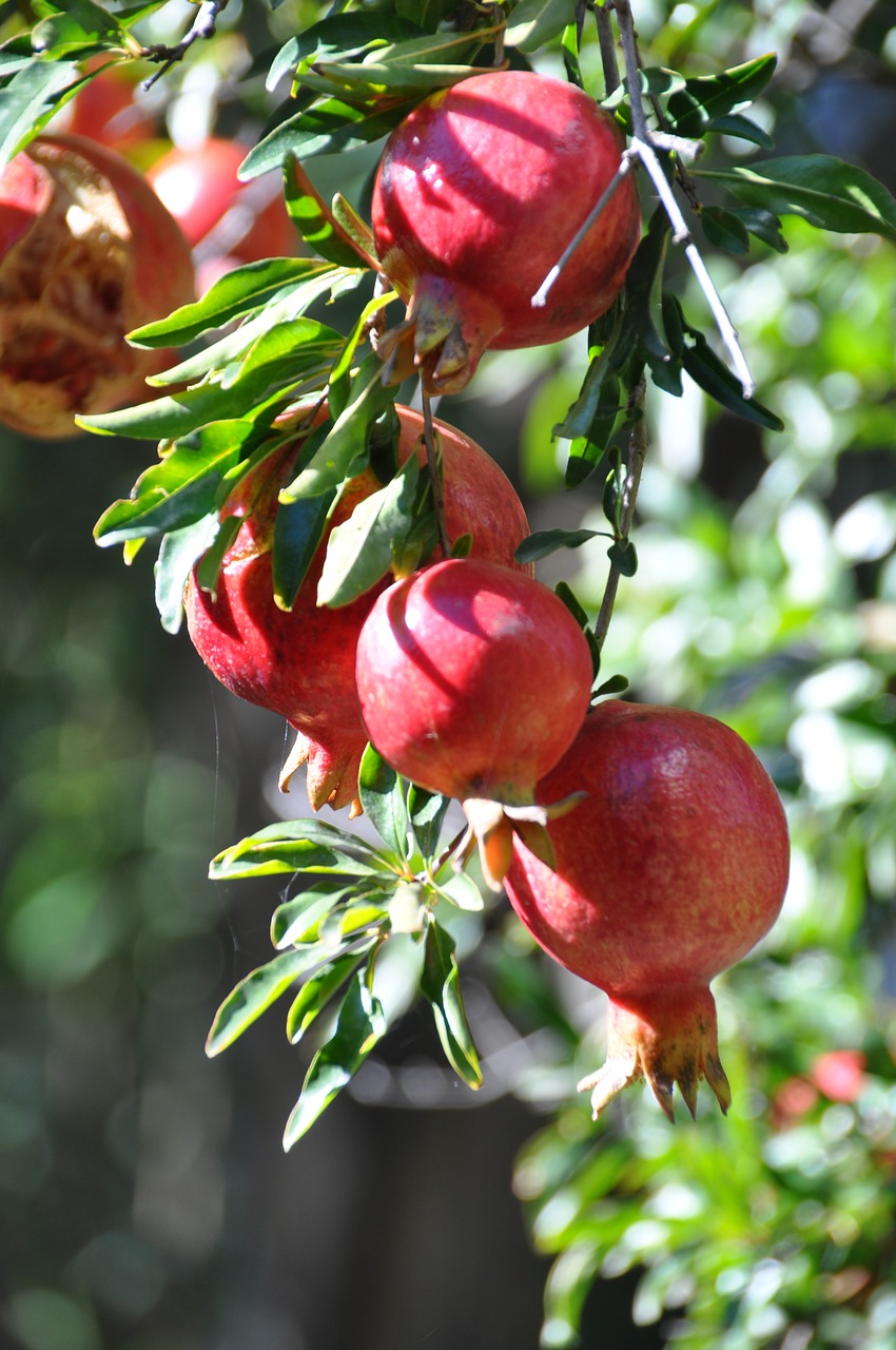 pomegranate  fruit  fruits free photo