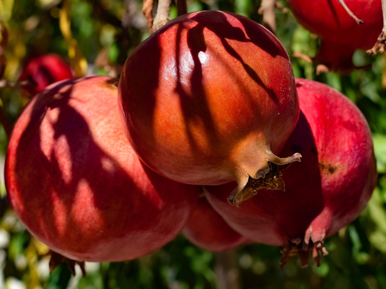 pomegranate  fruit  summer free photo