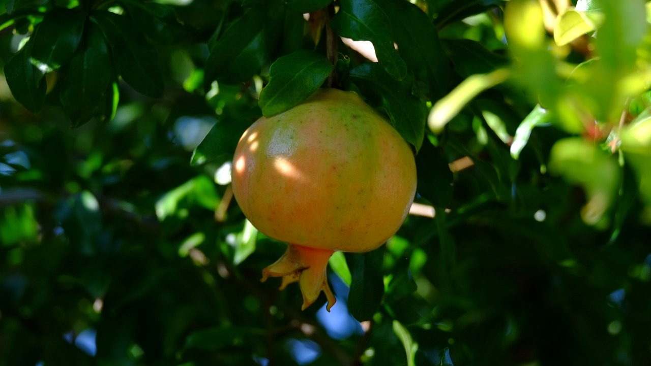 pomegranate  fruit  tree free photo